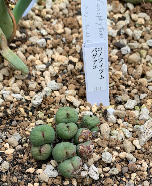 Conophytum in Shinjuku Gyoen National Garden