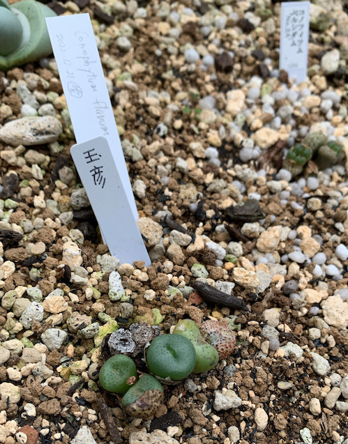 Conophytum in Shinjuku Gyoen National Garden