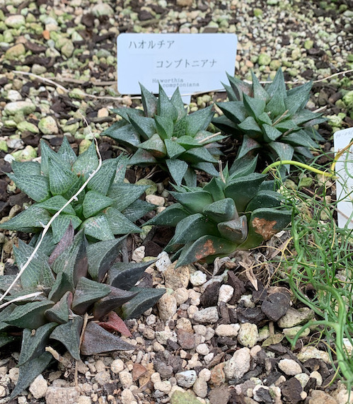 Haworthia comptoniana in Shinjuku Gyoen National Garden