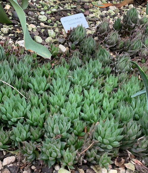 Haworthia vittata in Shinjuku Gyoen National Garden