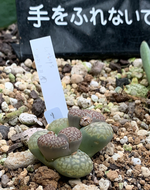 Lithops in Shinjuku Gyoen National Garden