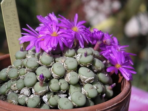 conophytum-minutum.jpg