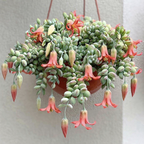 cotyledon-pendens.jpg