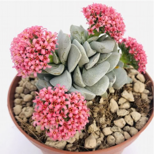 crassula-morgans-beauty.jpg