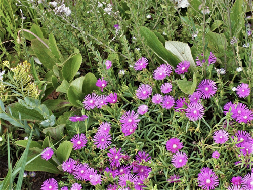 delosperma-cooperi.jpg