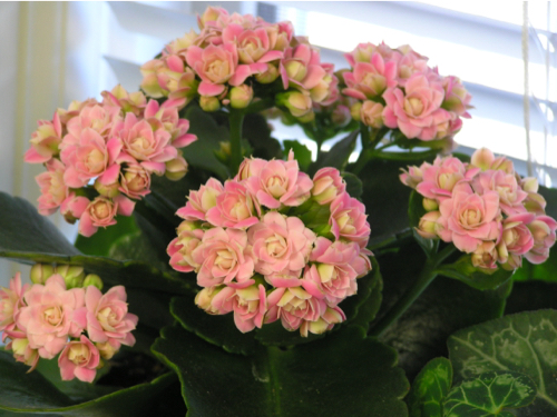 kalanchoe-blossfeldiana.jpg