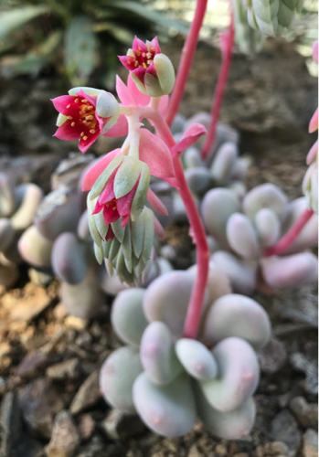 pachyphytum-oviferum.jpg