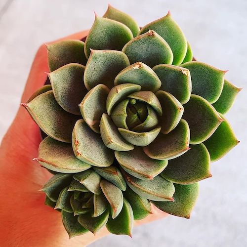 Echeveria fabiola with a pup