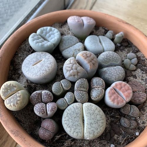 Lithops with looks of human butts