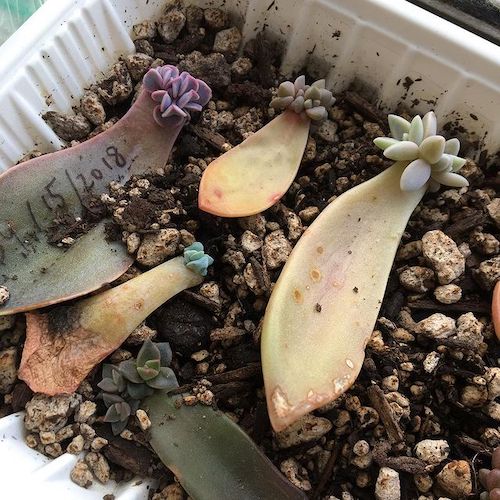 Propagation with leaf cuttings