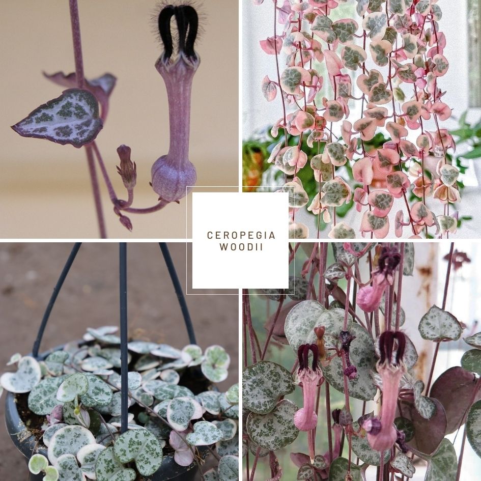 String of Hearts (Ceropegia woodii)