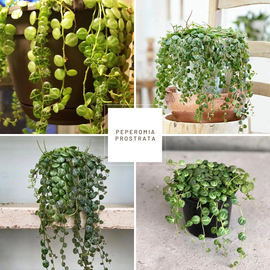 String of Turtles (Peperomia prostrata)