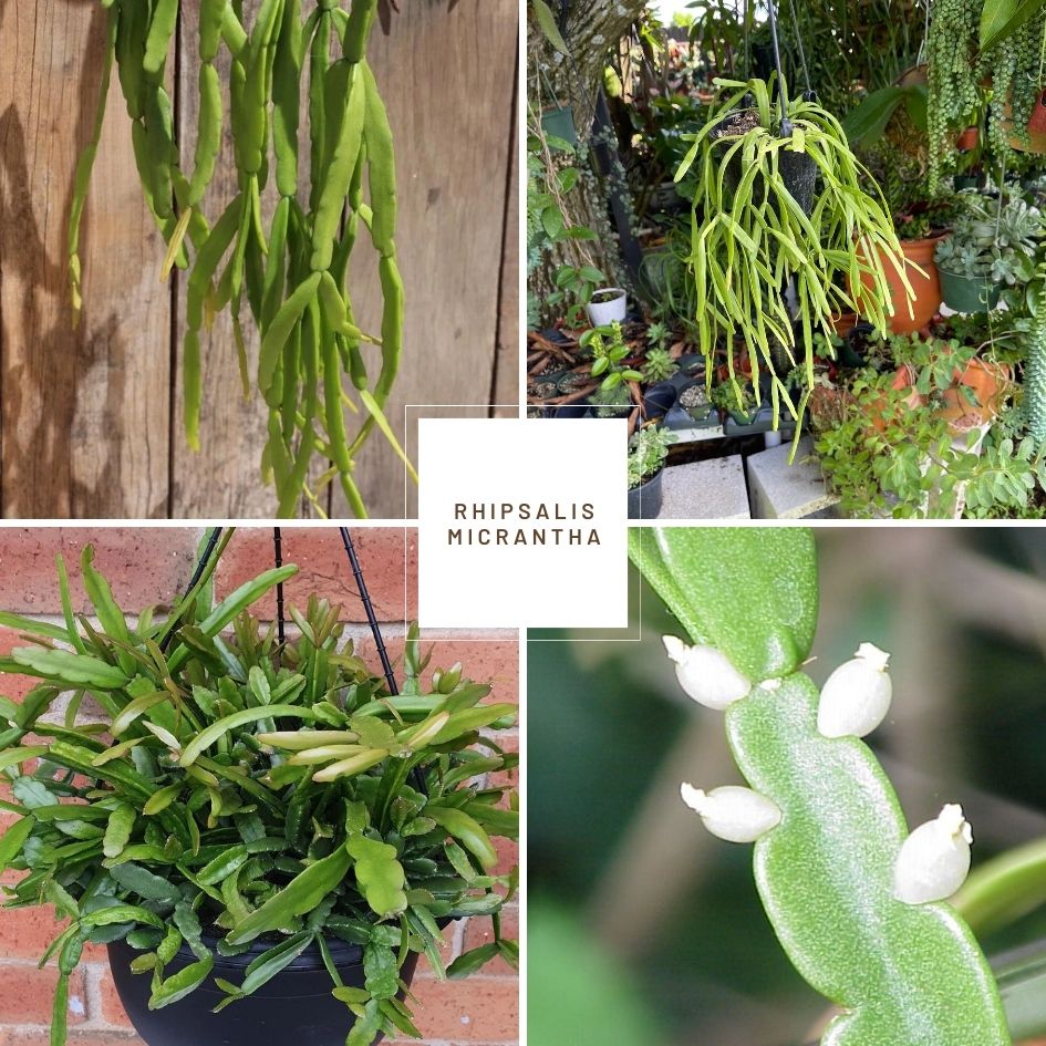 Mistletoe Cactus (Rhipsalis micrantha)