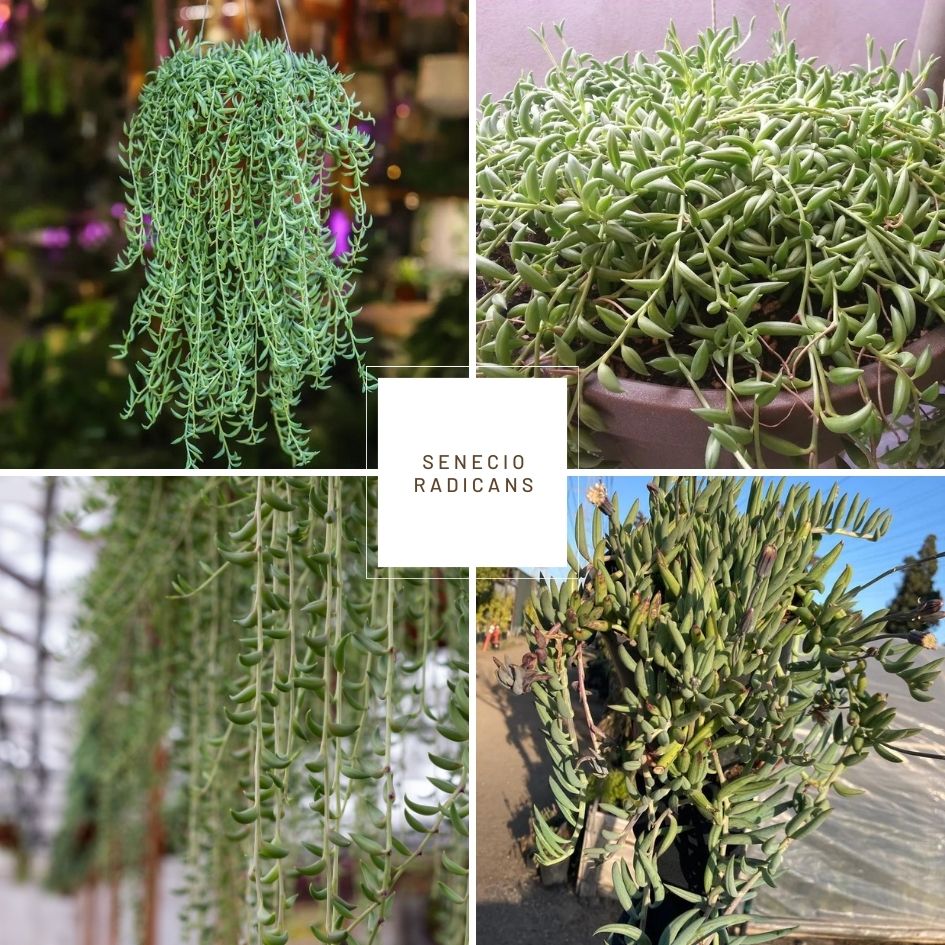 String of Bananas (String of Fishhooks, Senecio radicans)