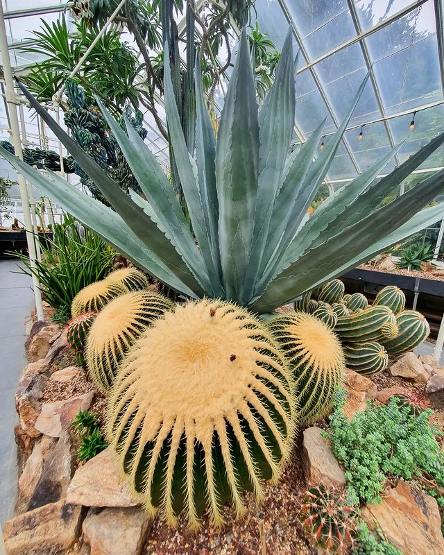 Cacti in Volunteer Park Conservatory