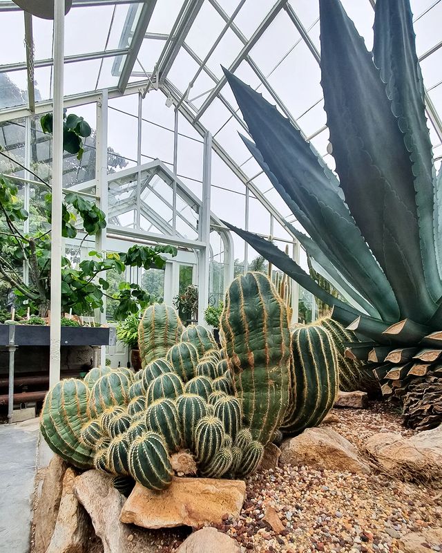 Cacti in Volunteer Park Conservatory