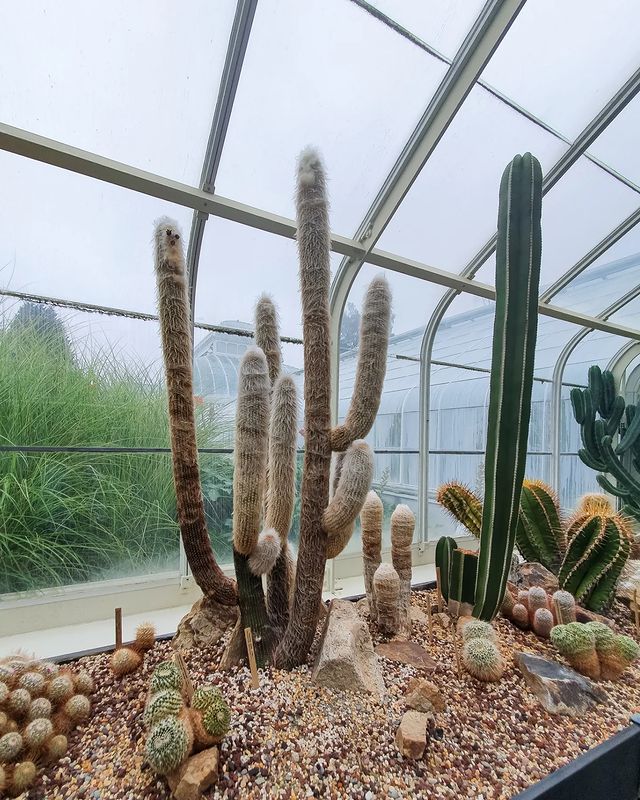 Cacti in Volunteer Park Conservatory