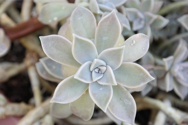 What's Wrong With My Succulent? Common Problems of Succulents