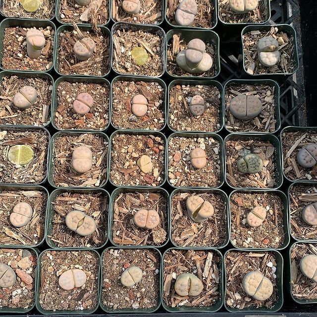 Succulent nursery in Half Moon Bay