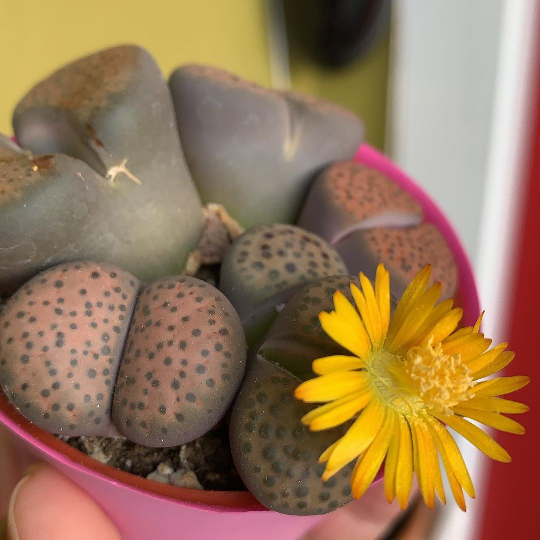 Lithops terricolor from Trader Joe's