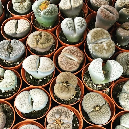 Lithops from a grower in Italy