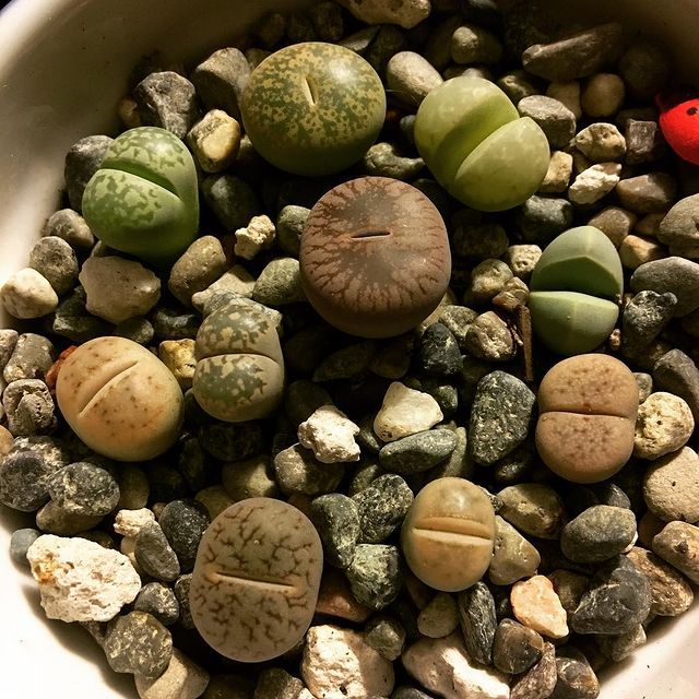 Lithops seedlings from eBay